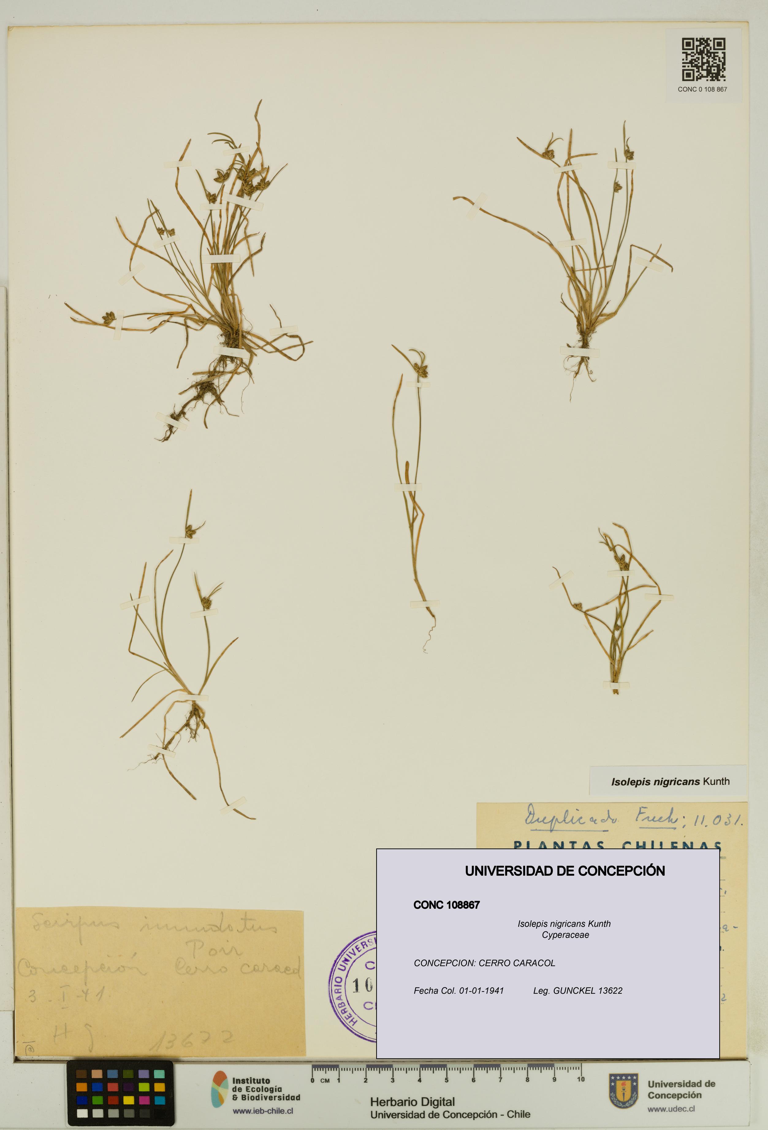 Isolepis nigricans [Espécimen: UDEC:CONC:0108867]