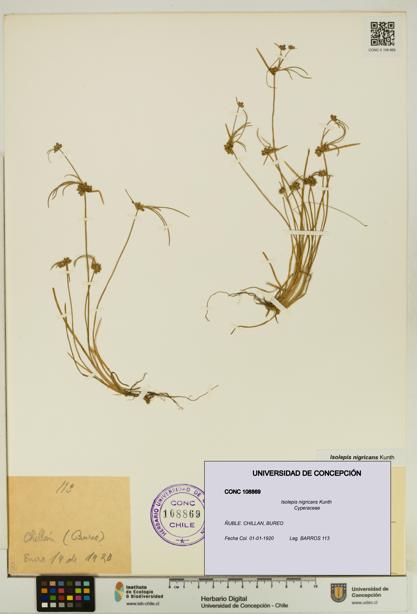 Isolepis nigricans [Espécimen: UDEC:CONC:0108869]