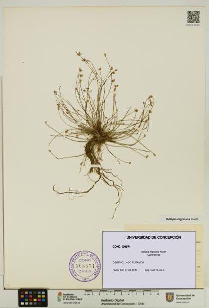 Isolepis nigricans [Espécimen: UDEC:CONC:0108871]