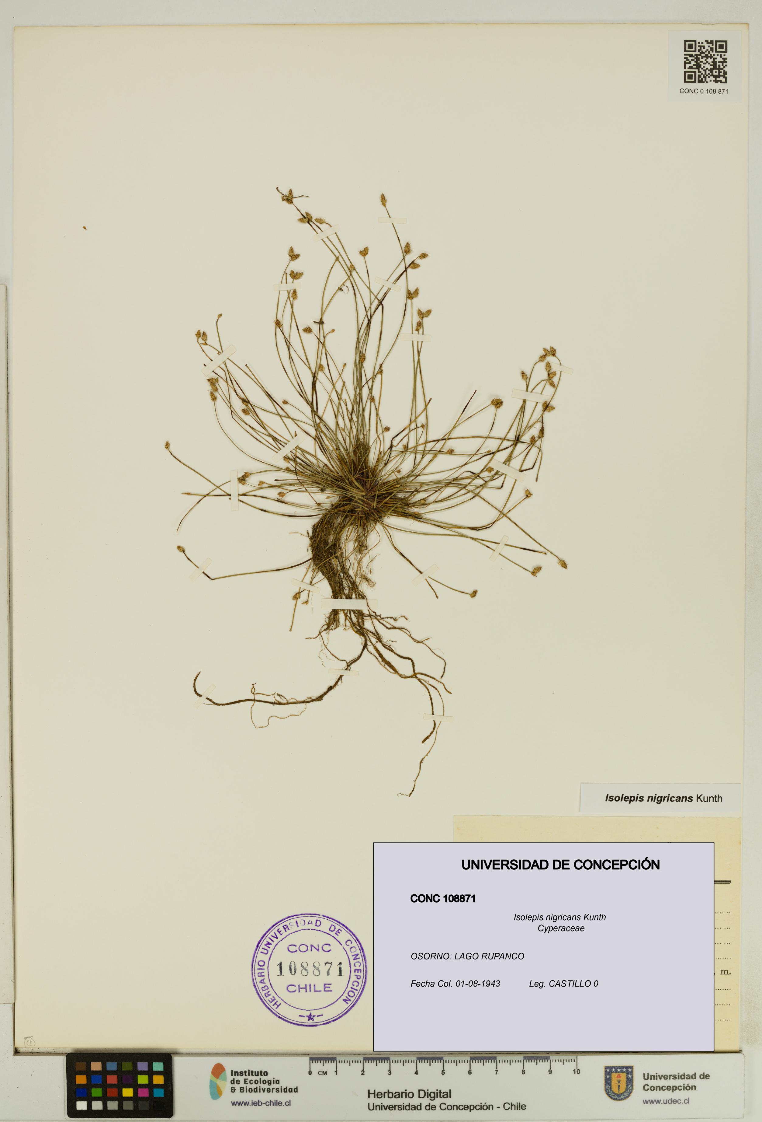 Isolepis nigricans [Espécimen: UDEC:CONC:0108871]