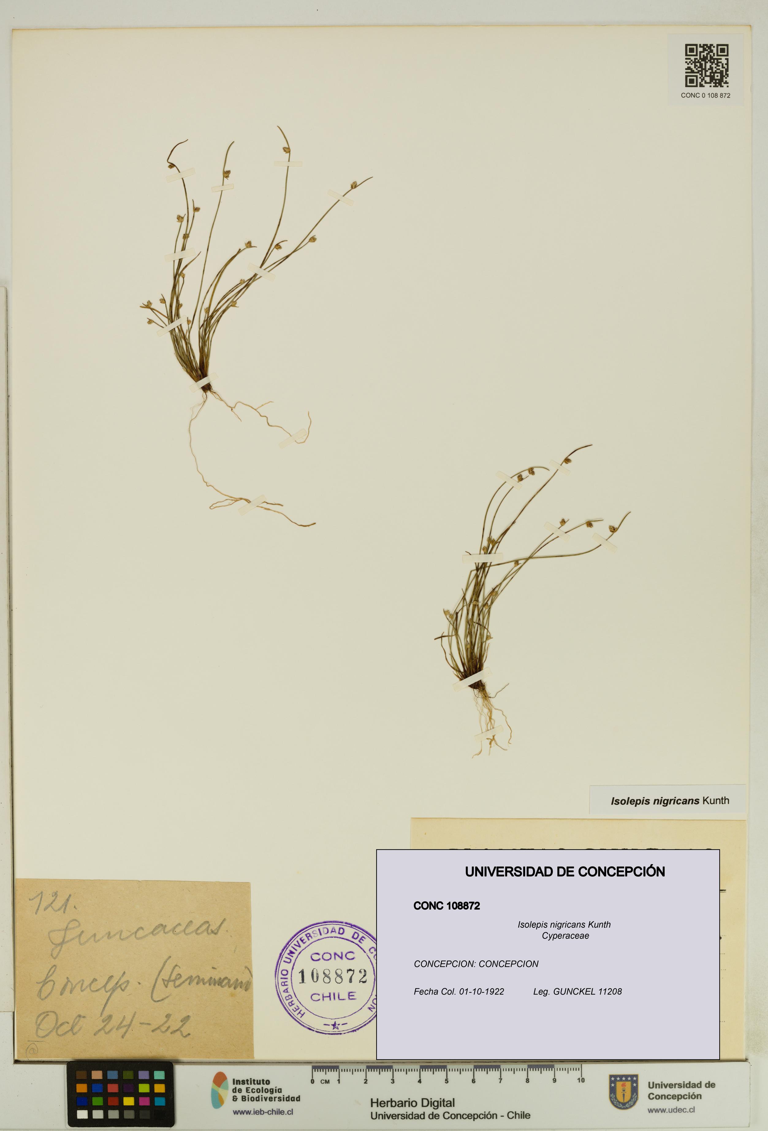 Isolepis nigricans [Espécimen: UDEC:CONC:0108872]