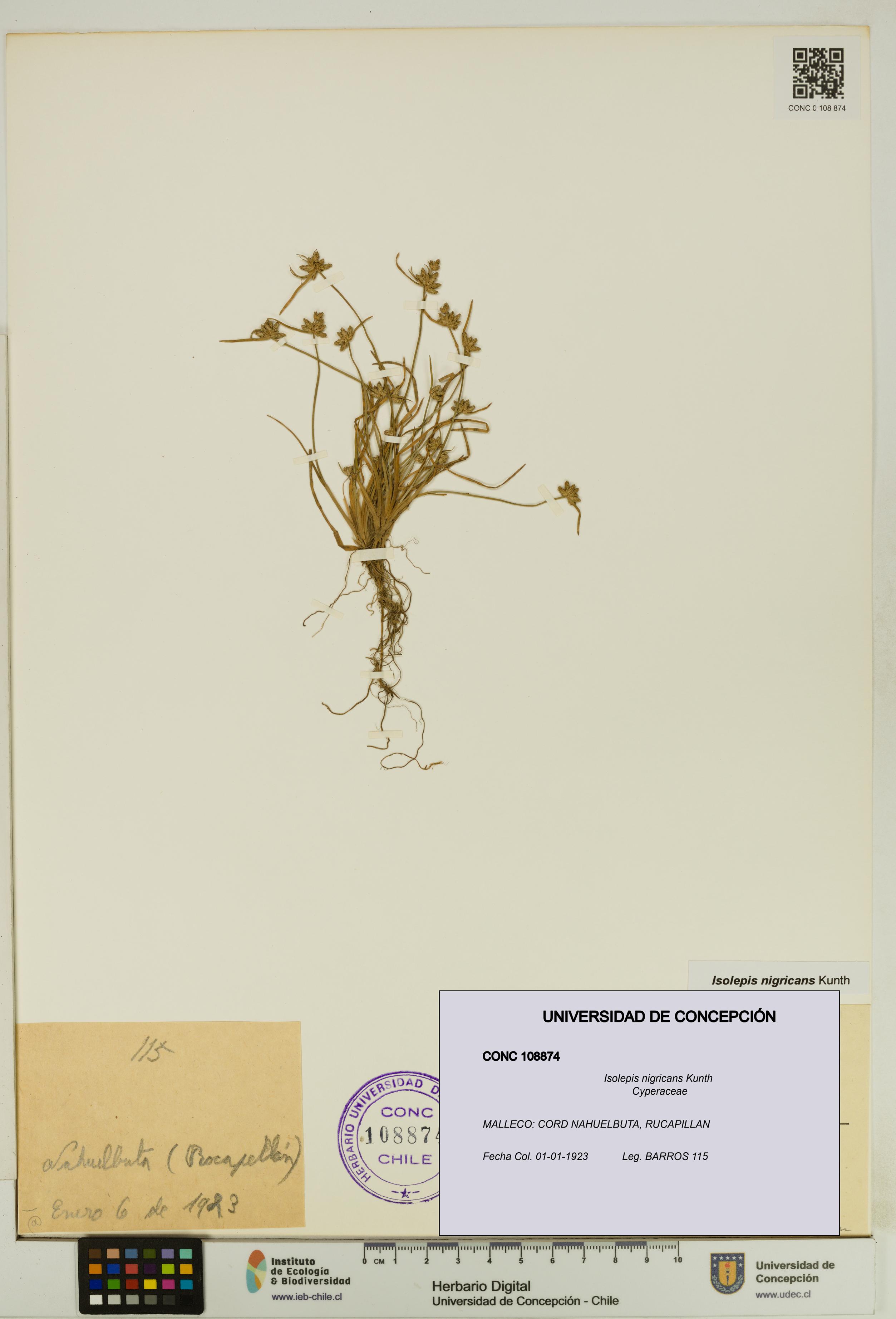 Isolepis nigricans [Espécimen: UDEC:CONC:0108874]