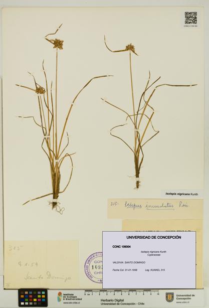 Isolepis nigricans [Espécimen: UDEC:CONC:0109304]