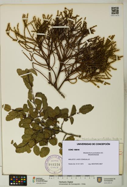 Misodendrum punctulatum [Espécimen: UDEC:CONC:0109316]