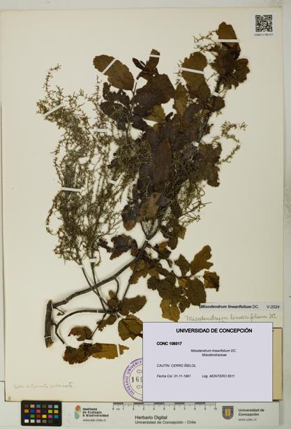 Misodendrum linearifolium [Espécimen: UDEC:CONC:0109317]