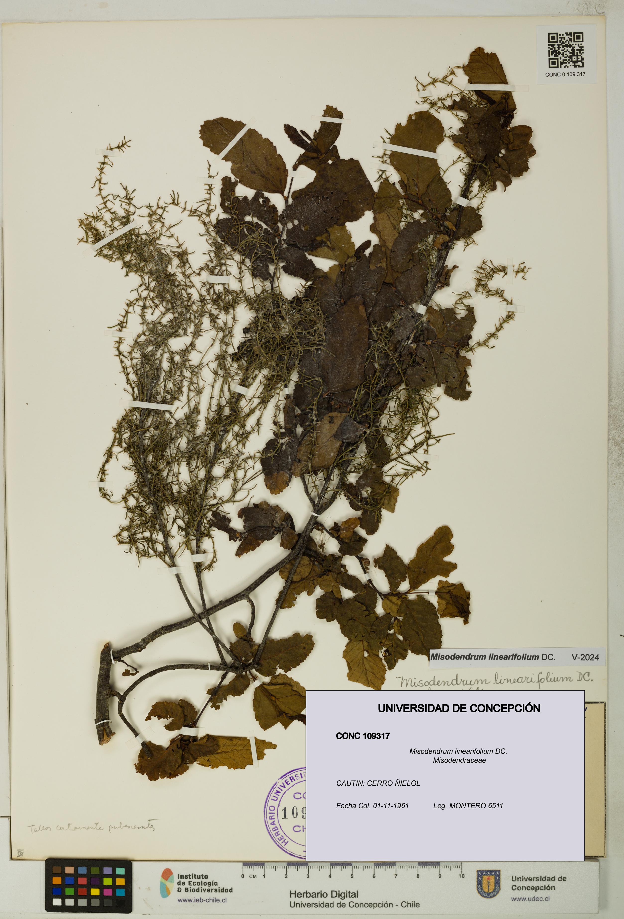 Misodendrum linearifolium [Espécimen: UDEC:CONC:0109317]