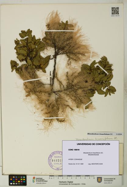 Misodendrum linearifolium [Espécimen: UDEC:CONC:0109318]