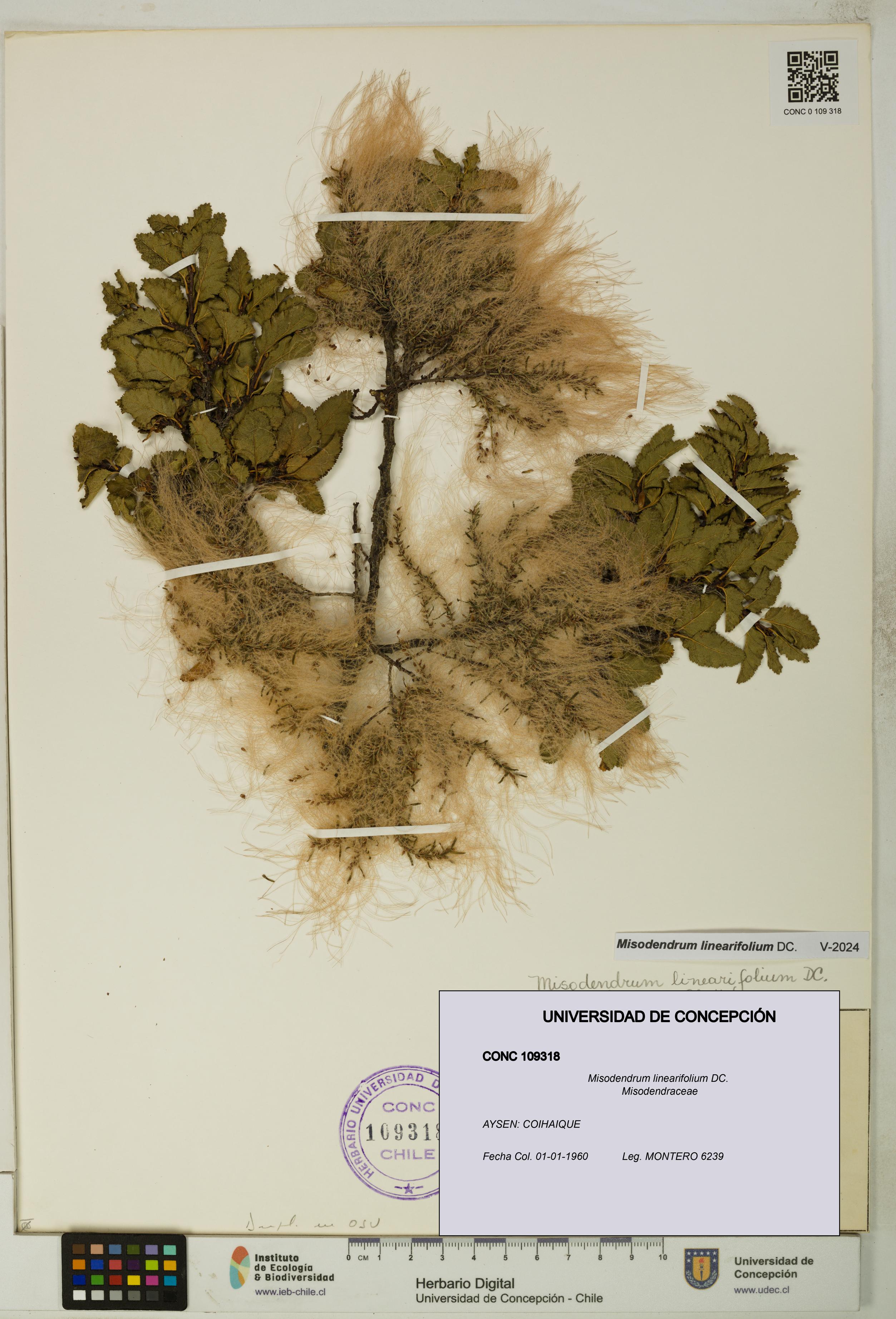 Misodendrum linearifolium [Espécimen: UDEC:CONC:0109318]
