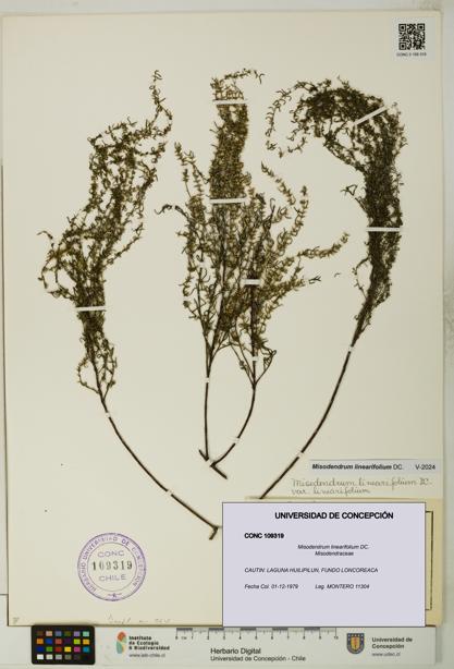 Misodendrum linearifolium [Espécimen: UDEC:CONC:0109319]