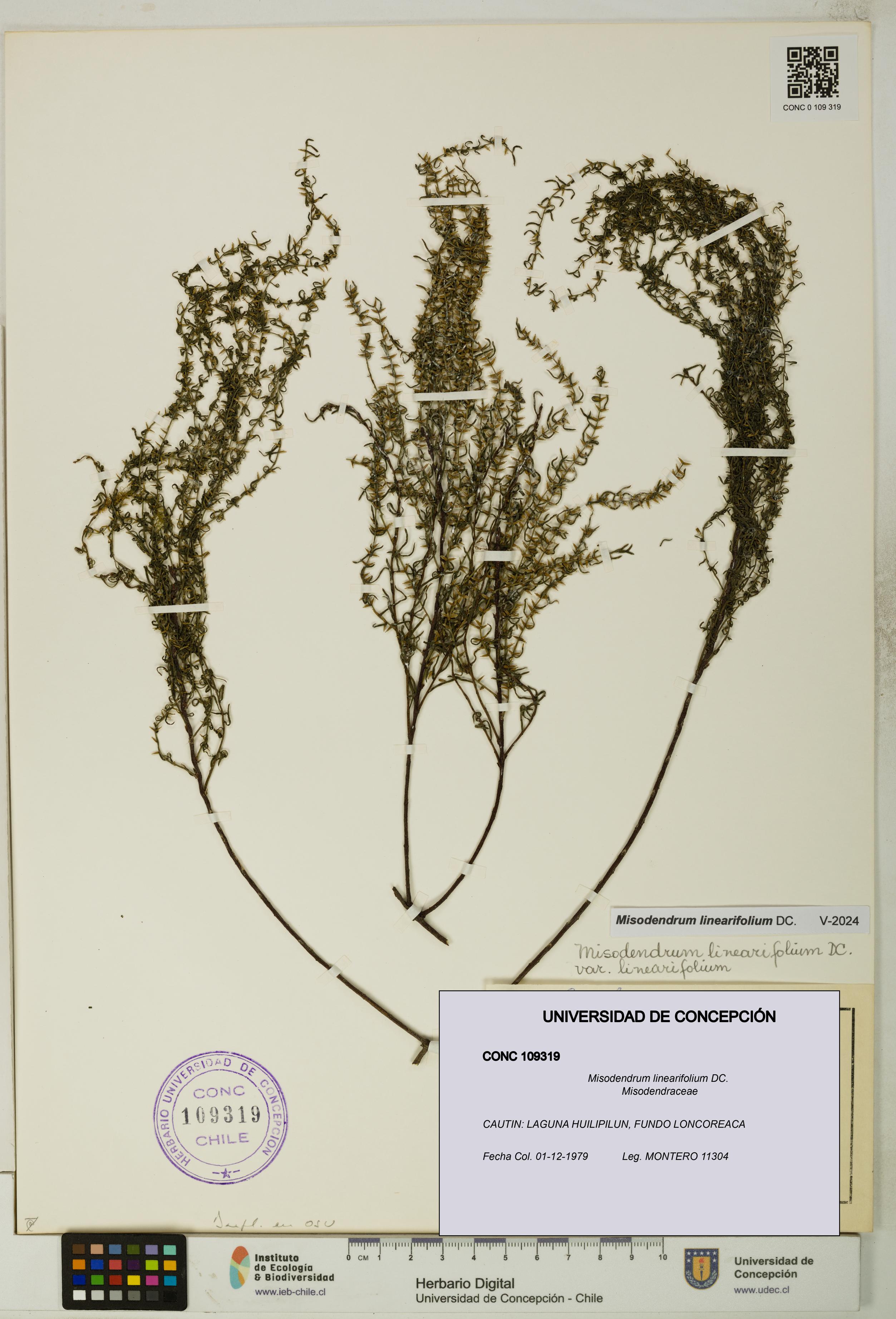Misodendrum linearifolium [Espécimen: UDEC:CONC:0109319]