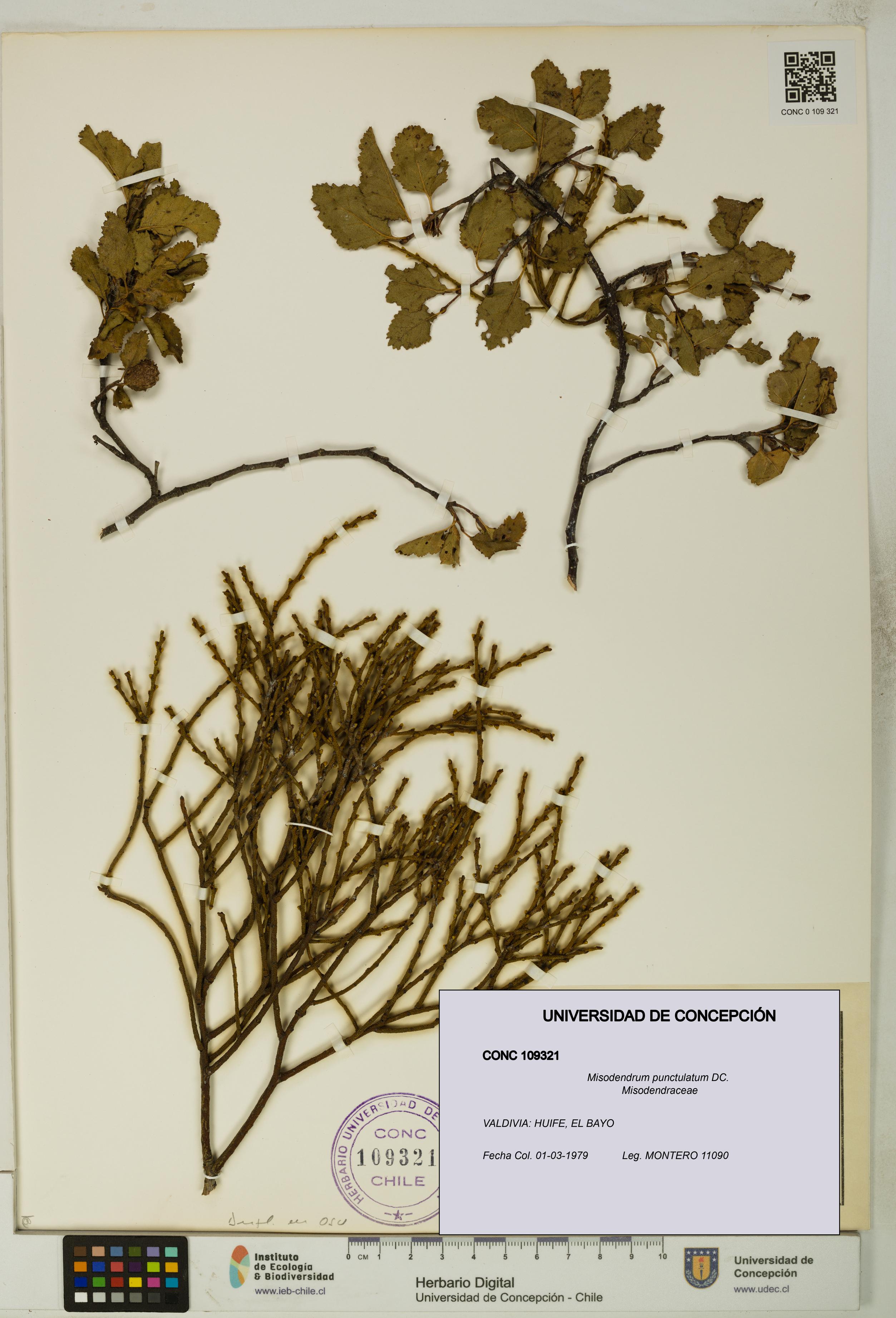 Misodendrum punctulatum [Espécimen: UDEC:CONC:0109321]