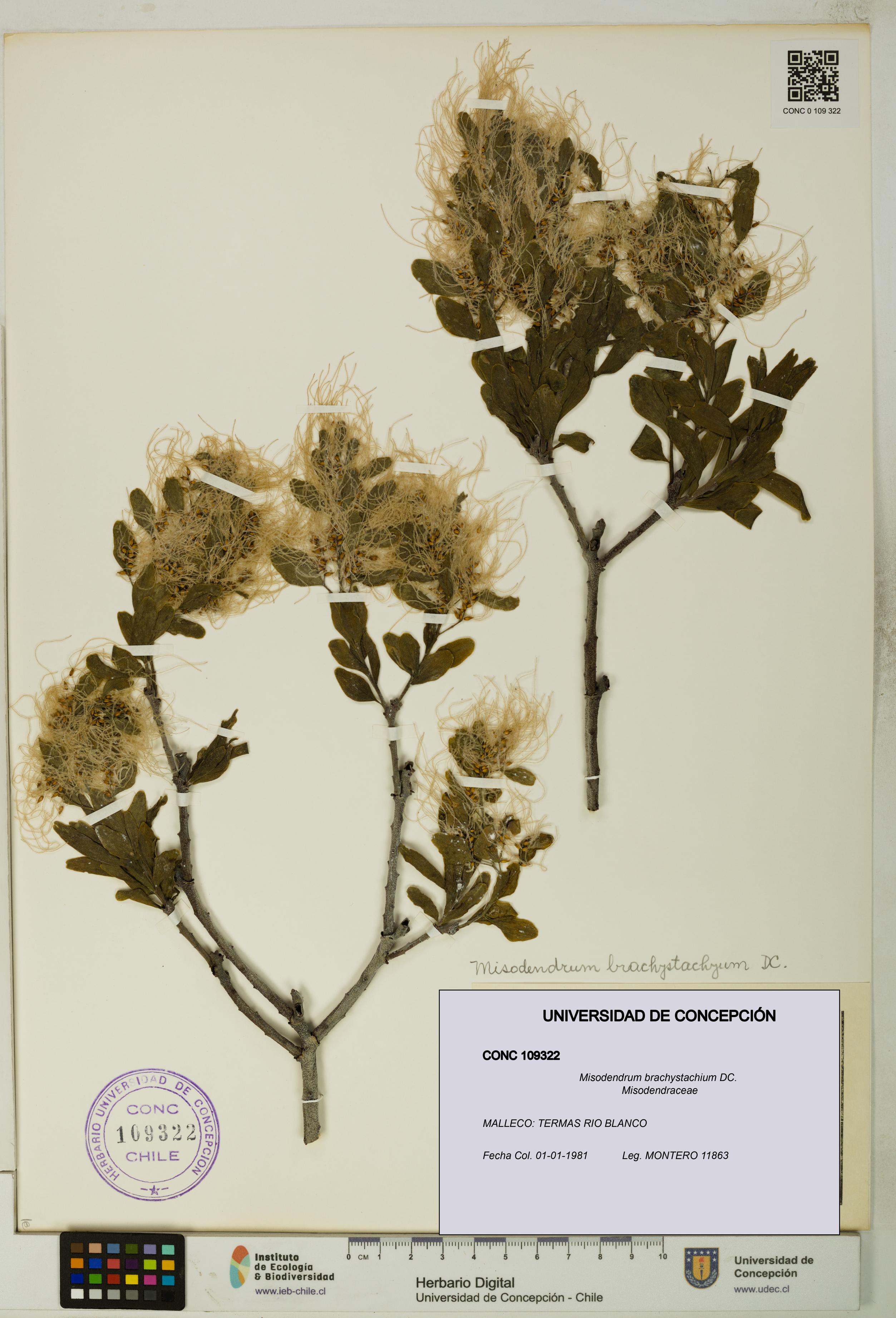 Misodendrum brachystachium [Espécimen: UDEC:CONC:0109322]