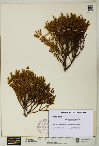 Misodendrum punctulatum [Espécimen: UDEC:CONC:0109323]