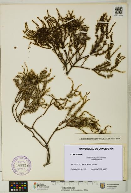 Misodendrum punctulatum [Espécimen: UDEC:CONC:0109324]