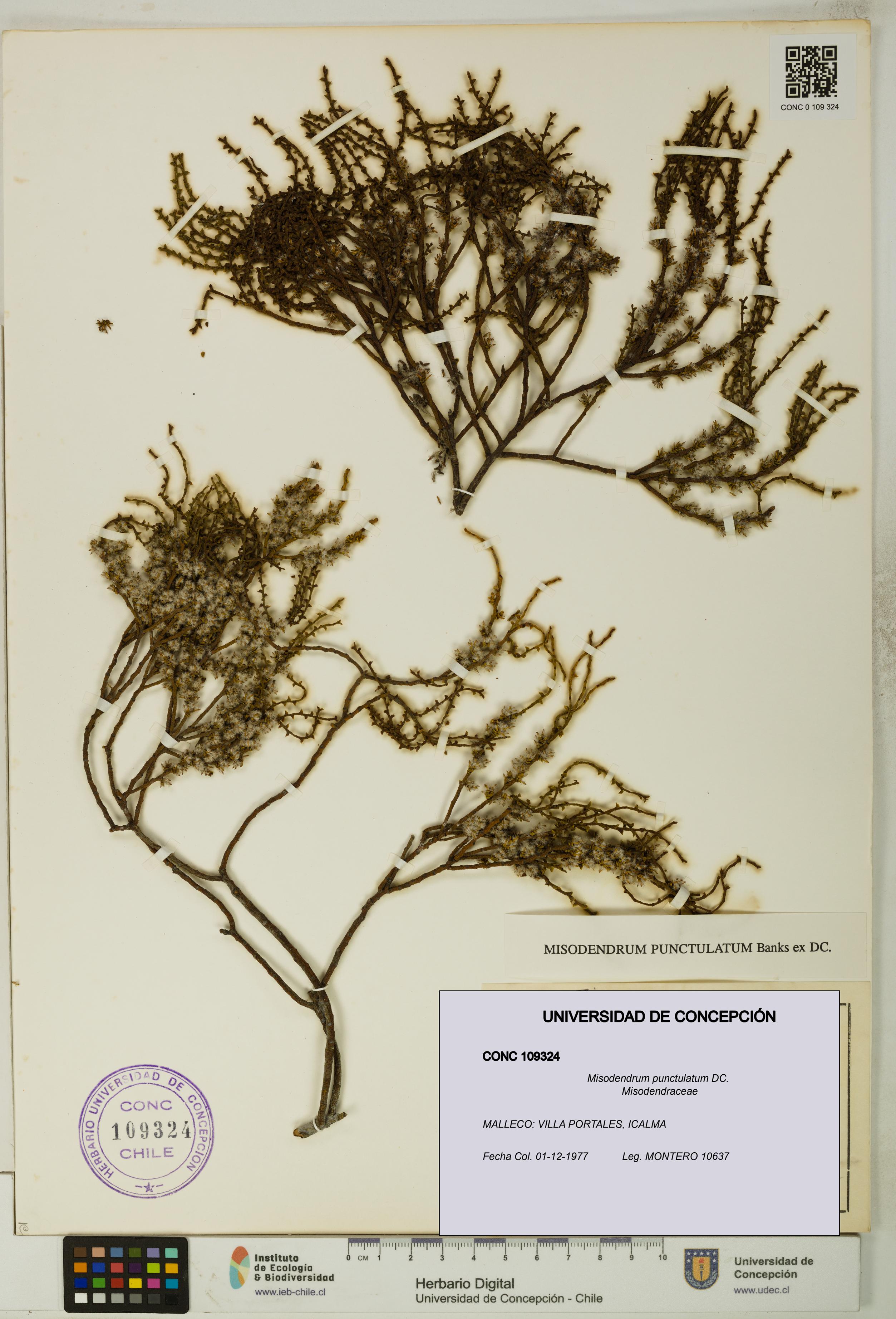 Misodendrum punctulatum [Espécimen: UDEC:CONC:0109324]
