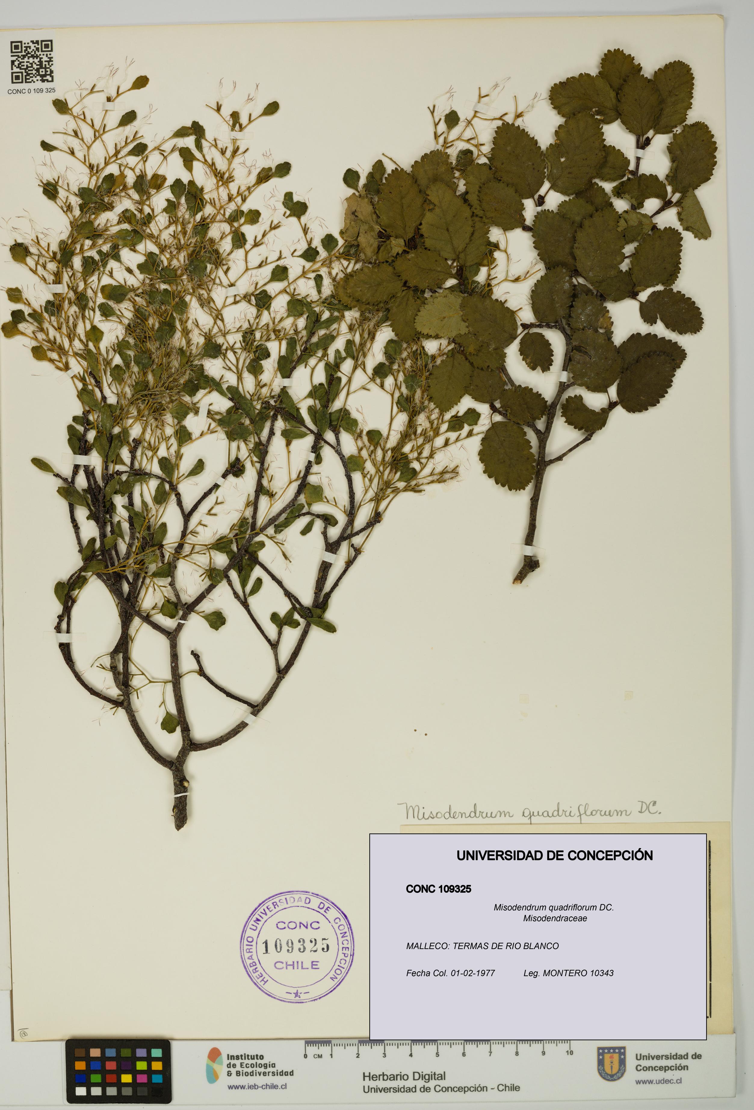 Misodendrum quadriflorum [Espécimen: UDEC:CONC:0109325]