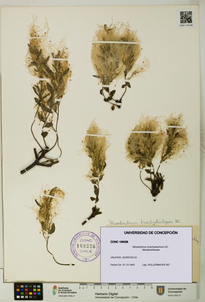 Misodendrum brachystachium [Espécimen: UDEC:CONC:0109326]