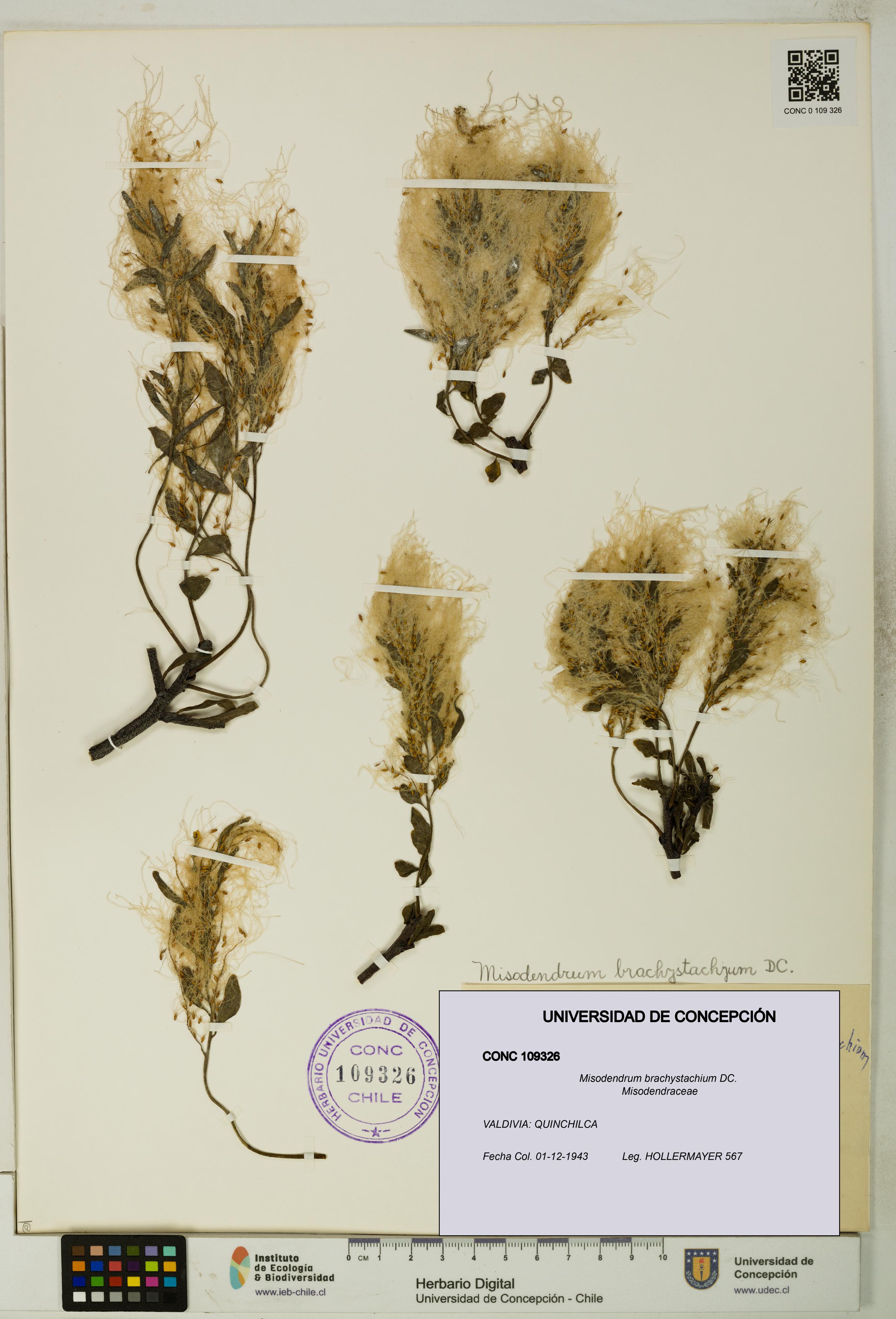 Misodendrum brachystachium [Espécimen: UDEC:CONC:0109326]