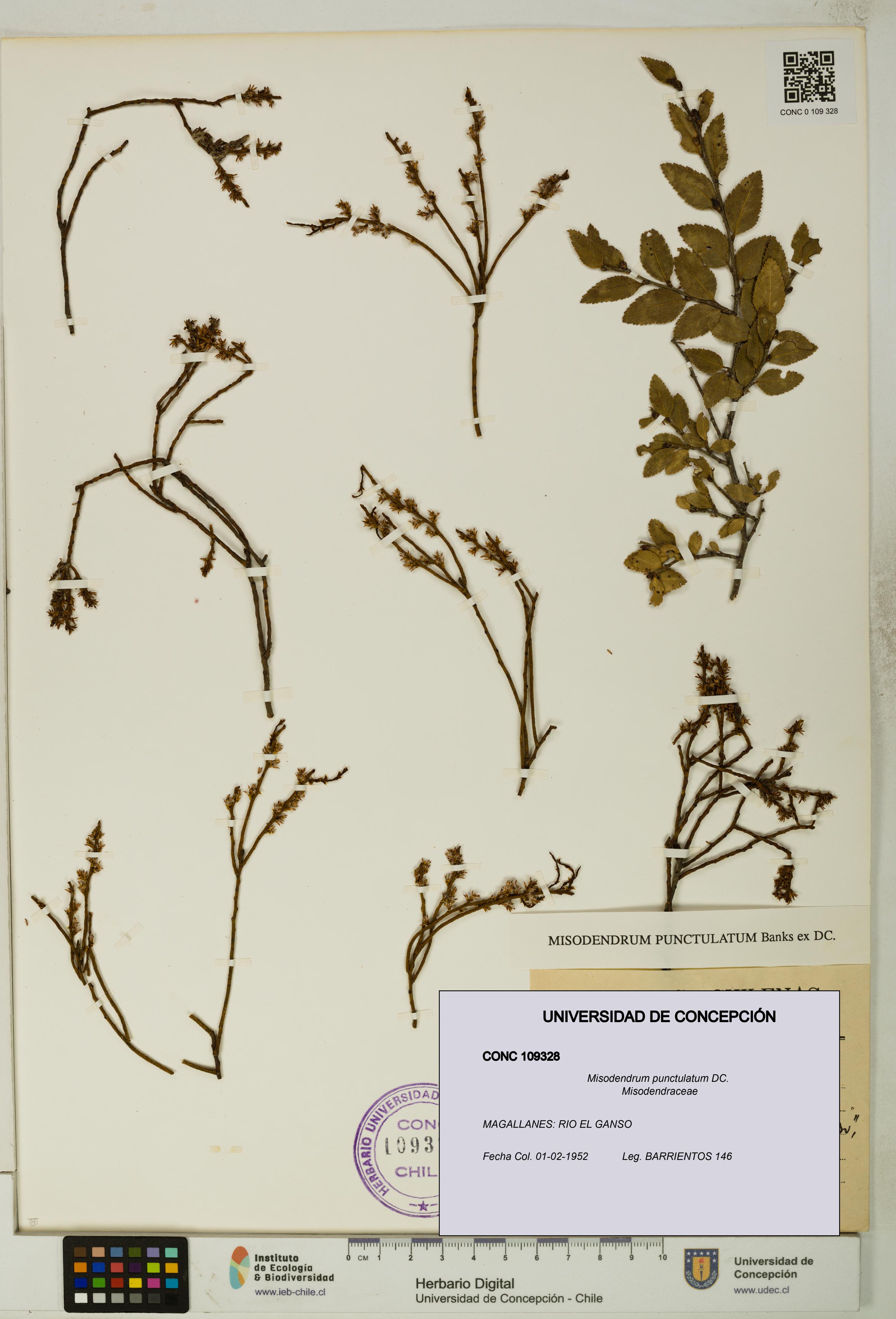 Misodendrum punctulatum [Espécimen: UDEC:CONC:0109328]
