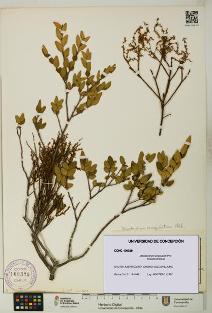 Misodendrum angulatum [Espécimen: UDEC:CONC:0109329]