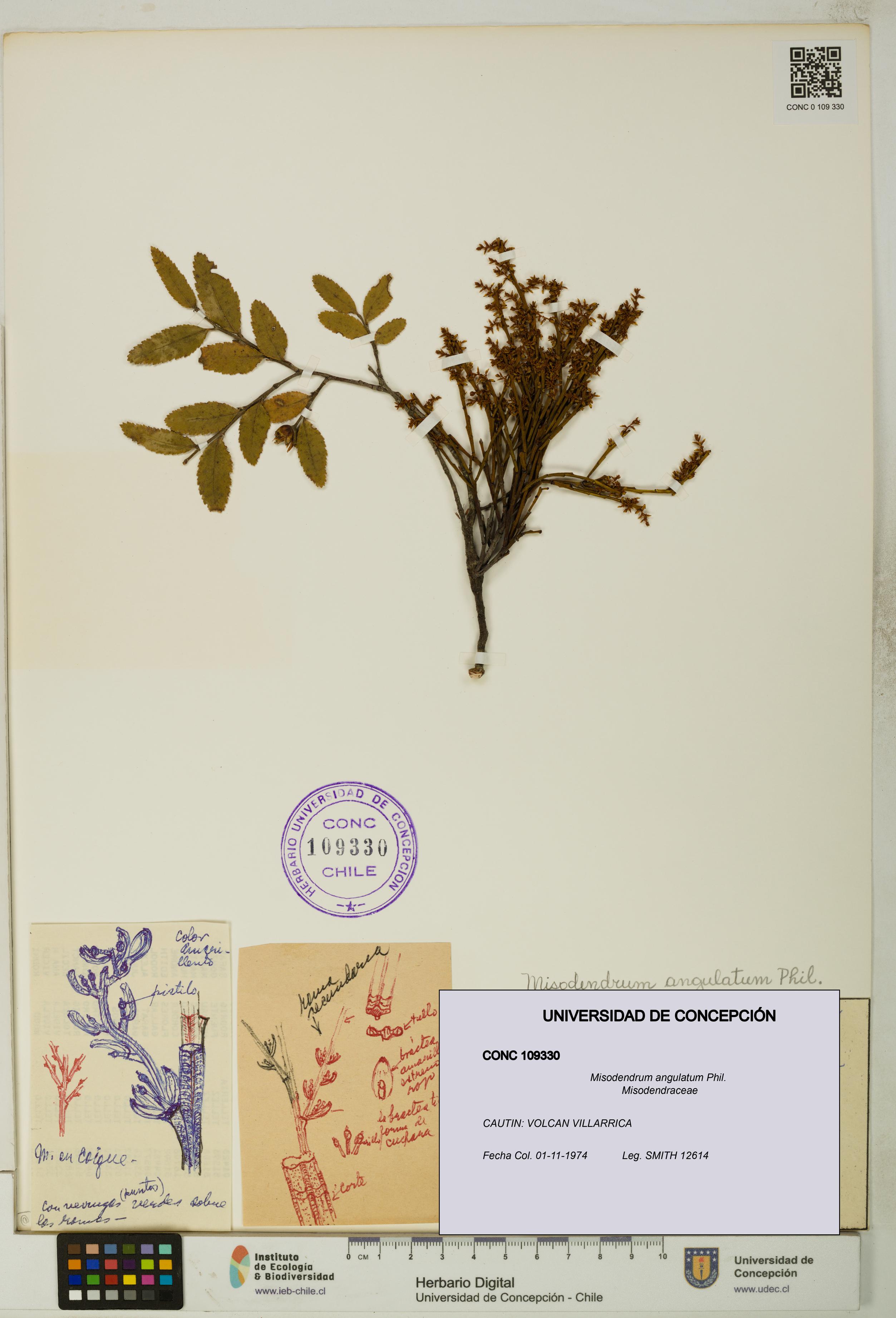 Misodendrum angulatum [Espécimen: UDEC:CONC:0109330]