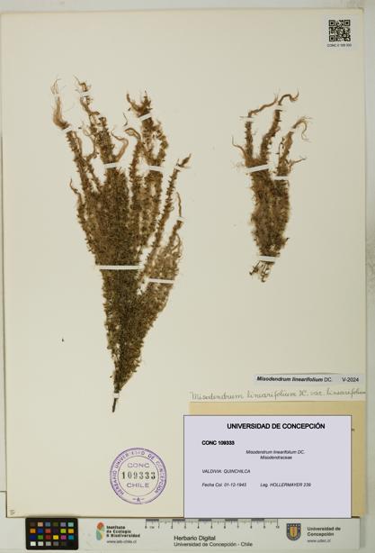 Misodendrum linearifolium [Espécimen: UDEC:CONC:0109333]