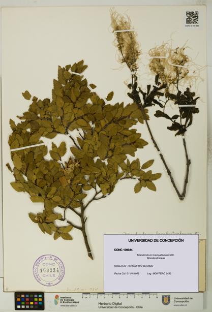Misodendrum brachystachium [Espécimen: UDEC:CONC:0109334]