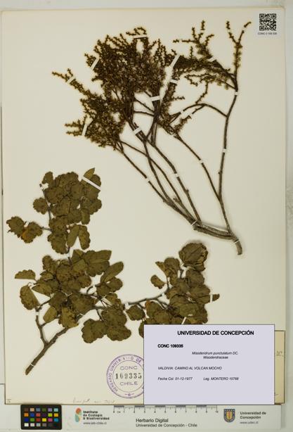 Misodendrum punctulatum [Espécimen: UDEC:CONC:0109335]