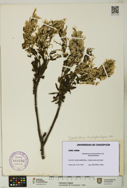 Misodendrum brachystachium [Espécimen: UDEC:CONC:0109336]