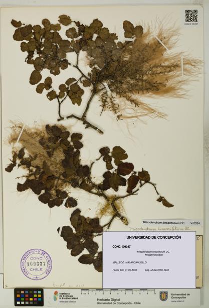 Misodendrum linearifolium [Espécimen: UDEC:CONC:0109337]