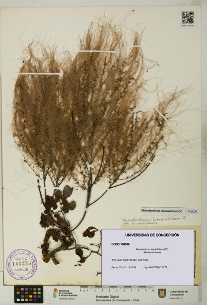 Misodendrum linearifolium [Espécimen: UDEC:CONC:0109339]