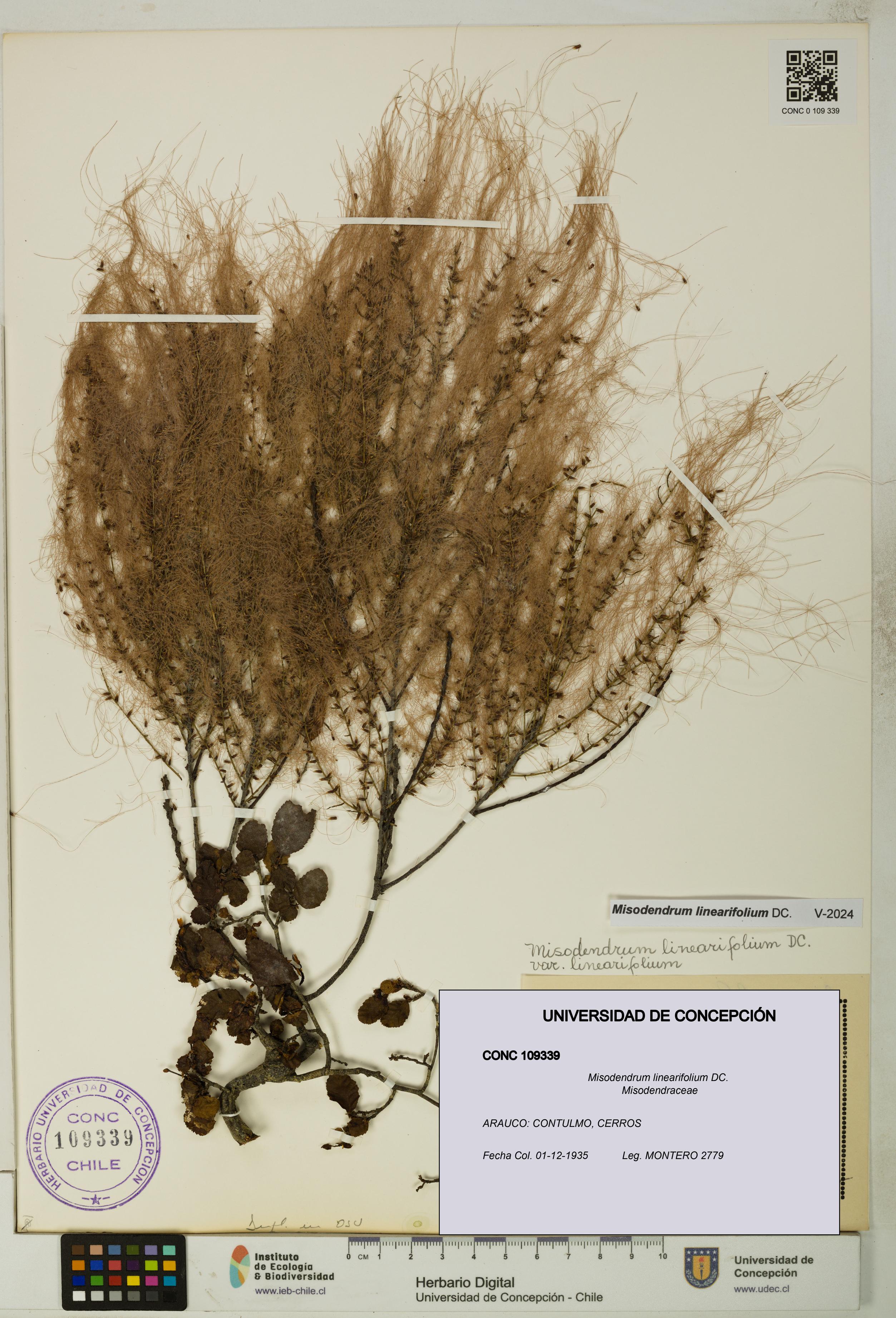 Misodendrum linearifolium [Espécimen: UDEC:CONC:0109339]
