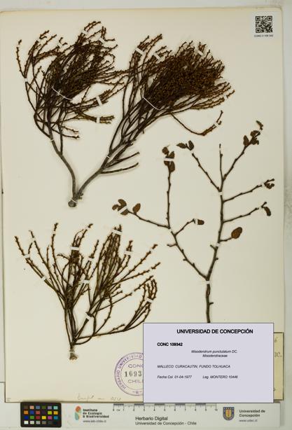 Misodendrum punctulatum [Espécimen: UDEC:CONC:0109342]