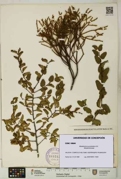 Misodendrum punctulatum [Espécimen: UDEC:CONC:0109343]