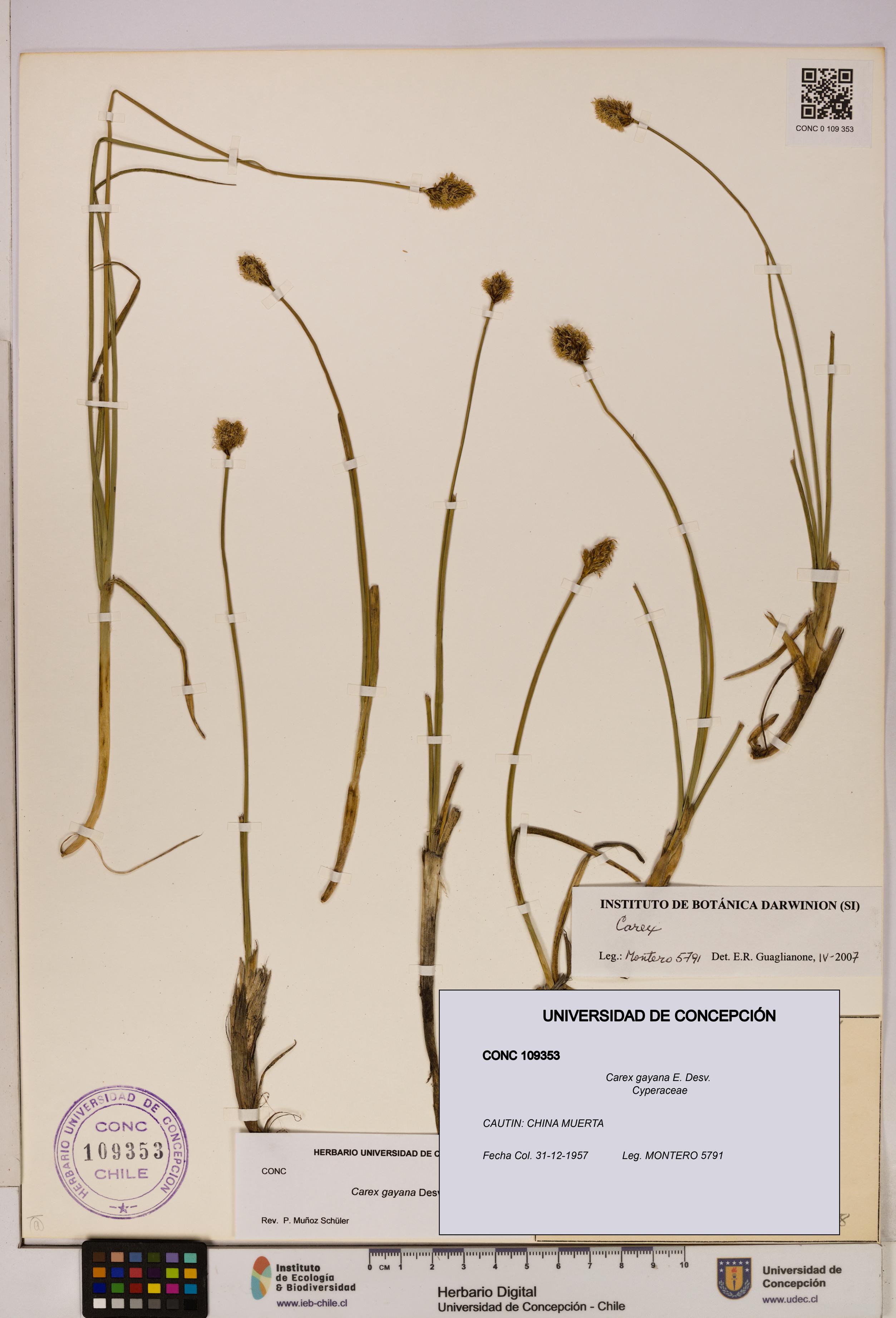 Carex gayana [Espécimen: UDEC:CONC:0109353]
