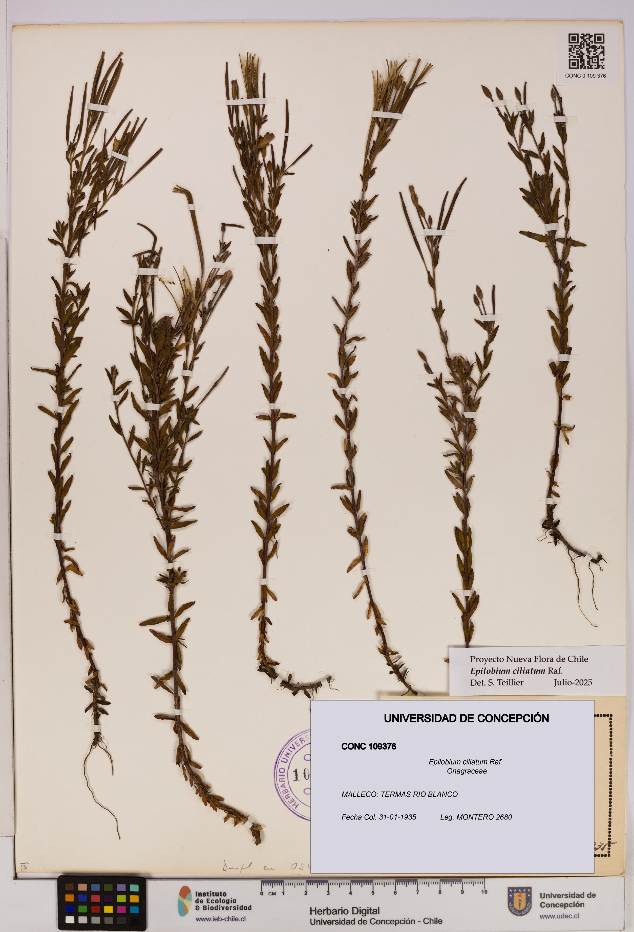 Epilobium ciliatum [Espécimen: UDEC:CONC:0109376]