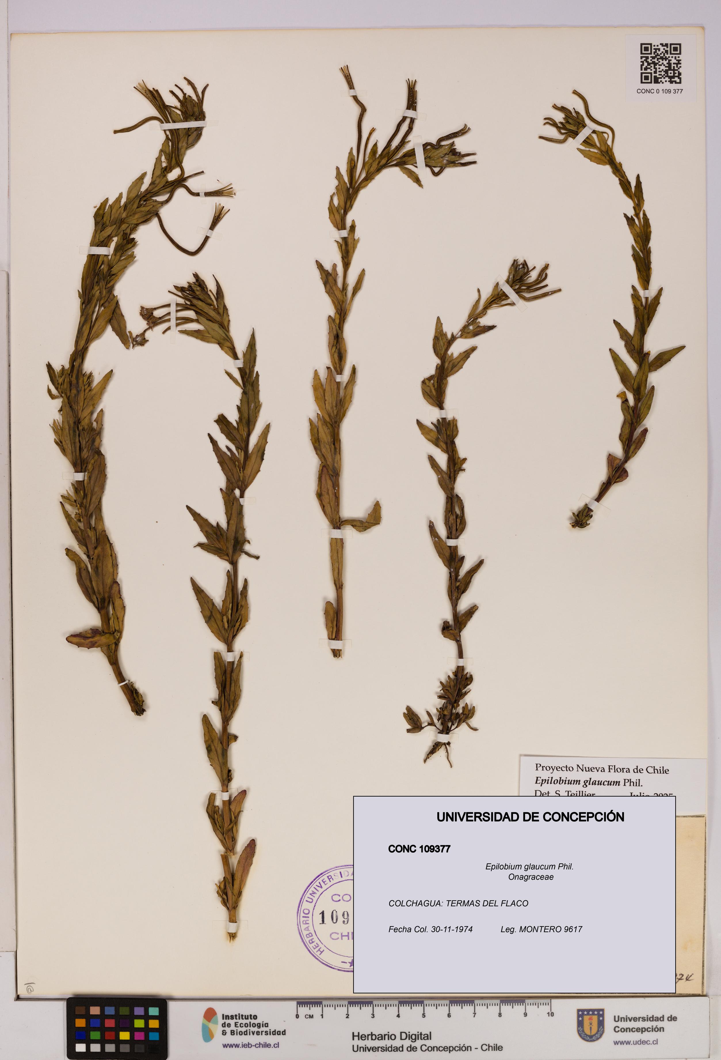 Epilobium glaucum [Espécimen: UDEC:CONC:0109377]