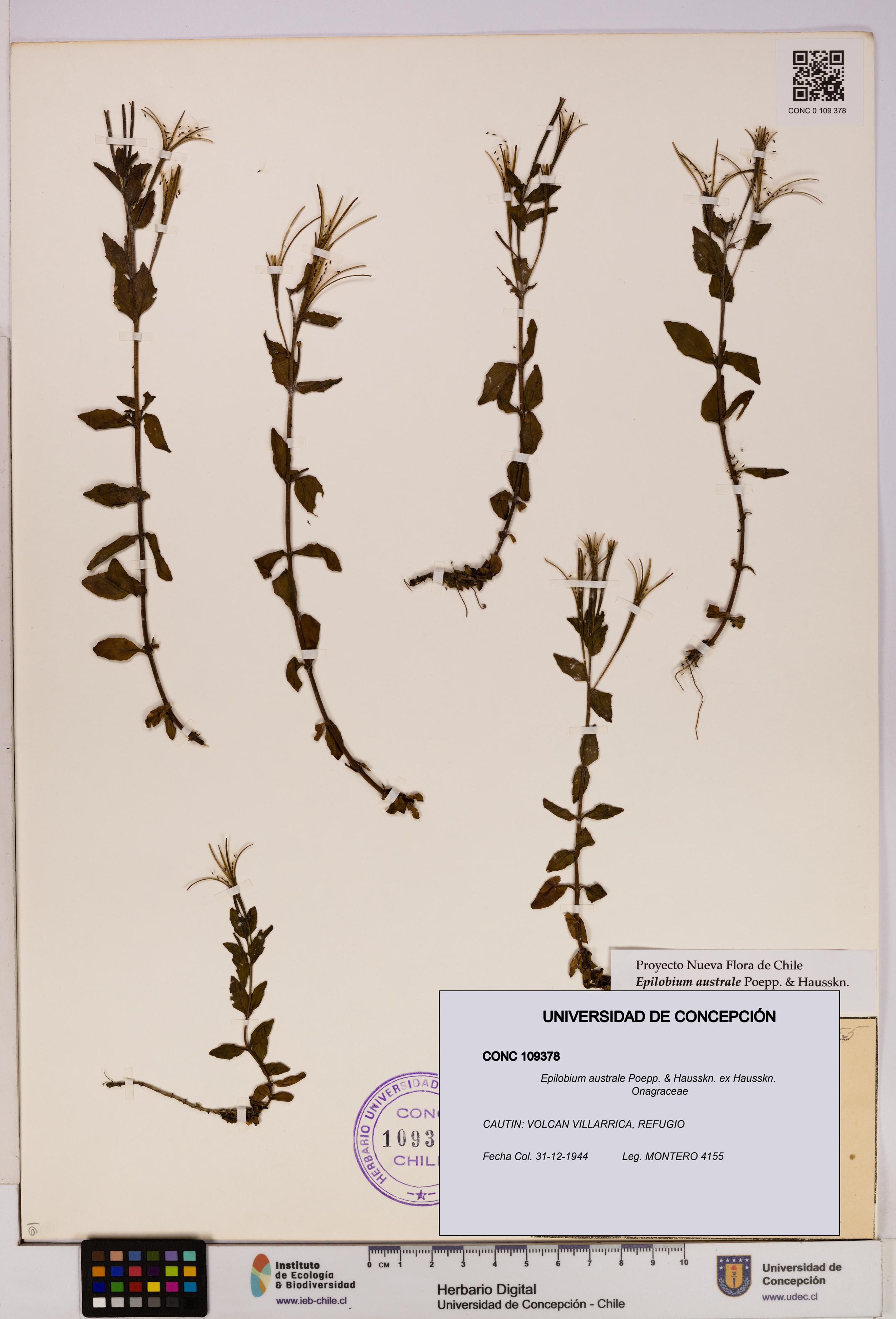 Epilobium australe [Espécimen: UDEC:CONC:0109378]