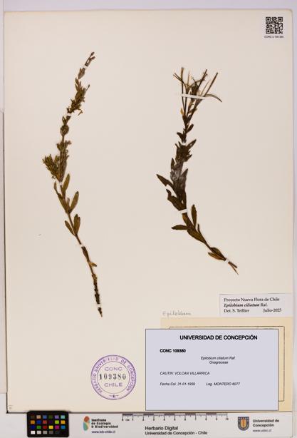 Epilobium ciliatum [Espécimen: UDEC:CONC:0109380]