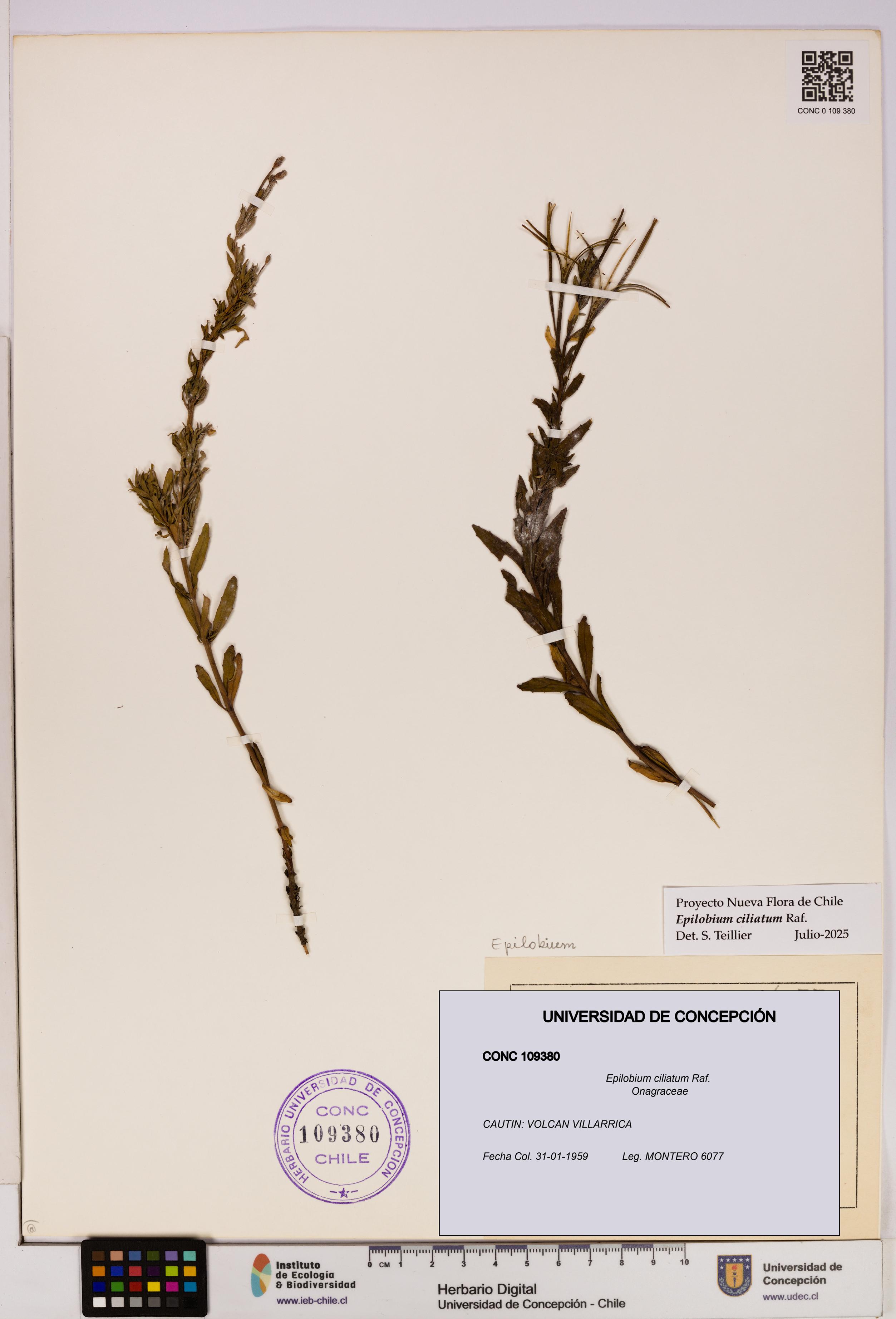 Epilobium ciliatum [Espécimen: UDEC:CONC:0109380]