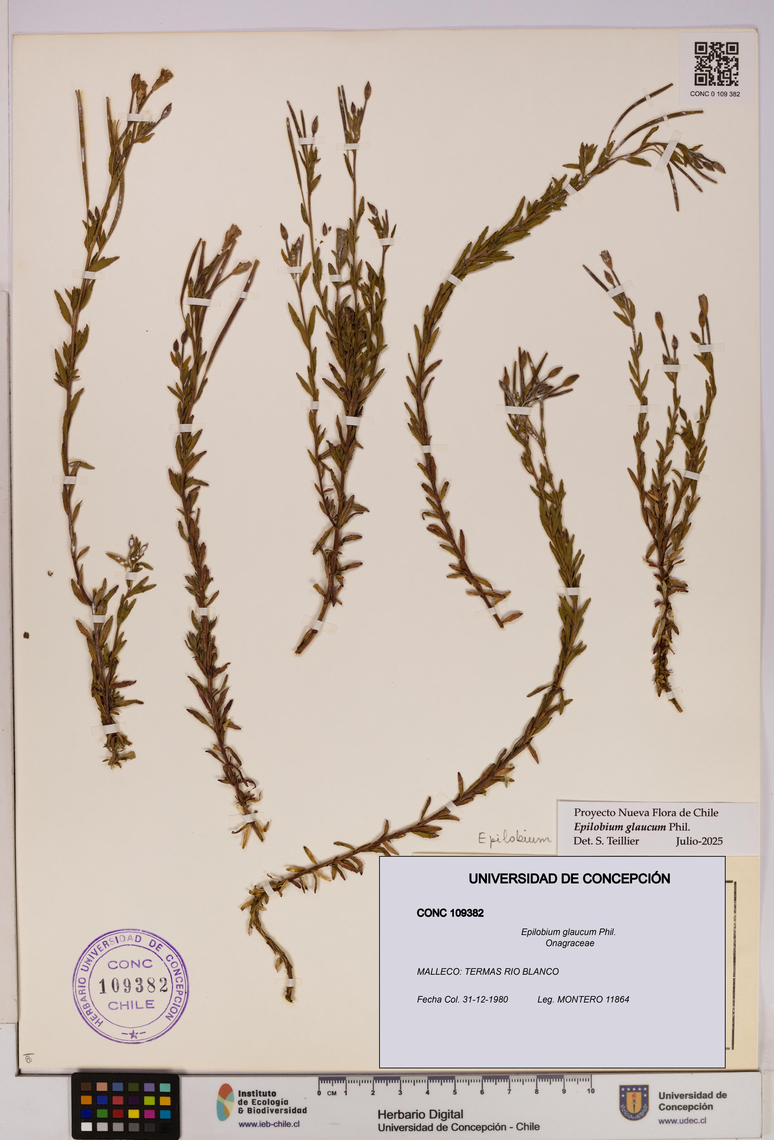 Epilobium glaucum [Espécimen: UDEC:CONC:0109382]