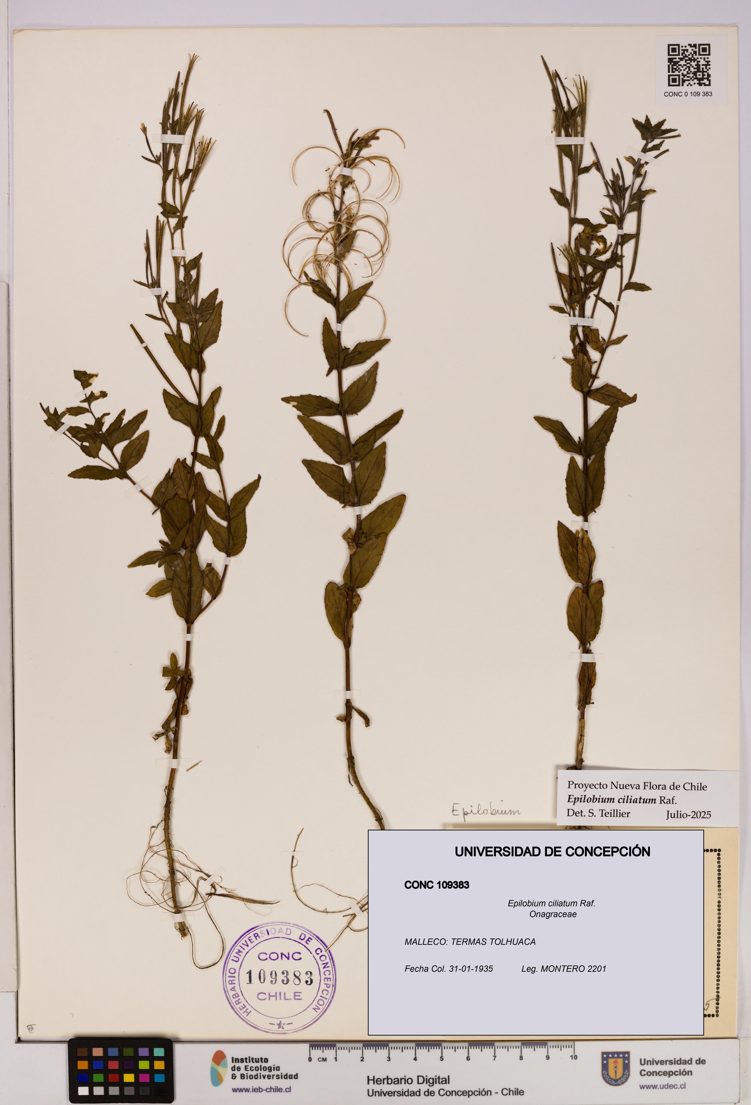Epilobium ciliatum [Espécimen: UDEC:CONC:0109383]