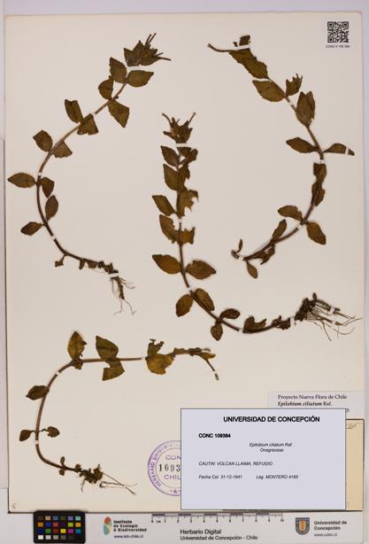 Epilobium ciliatum [Espécimen: UDEC:CONC:0109384]
