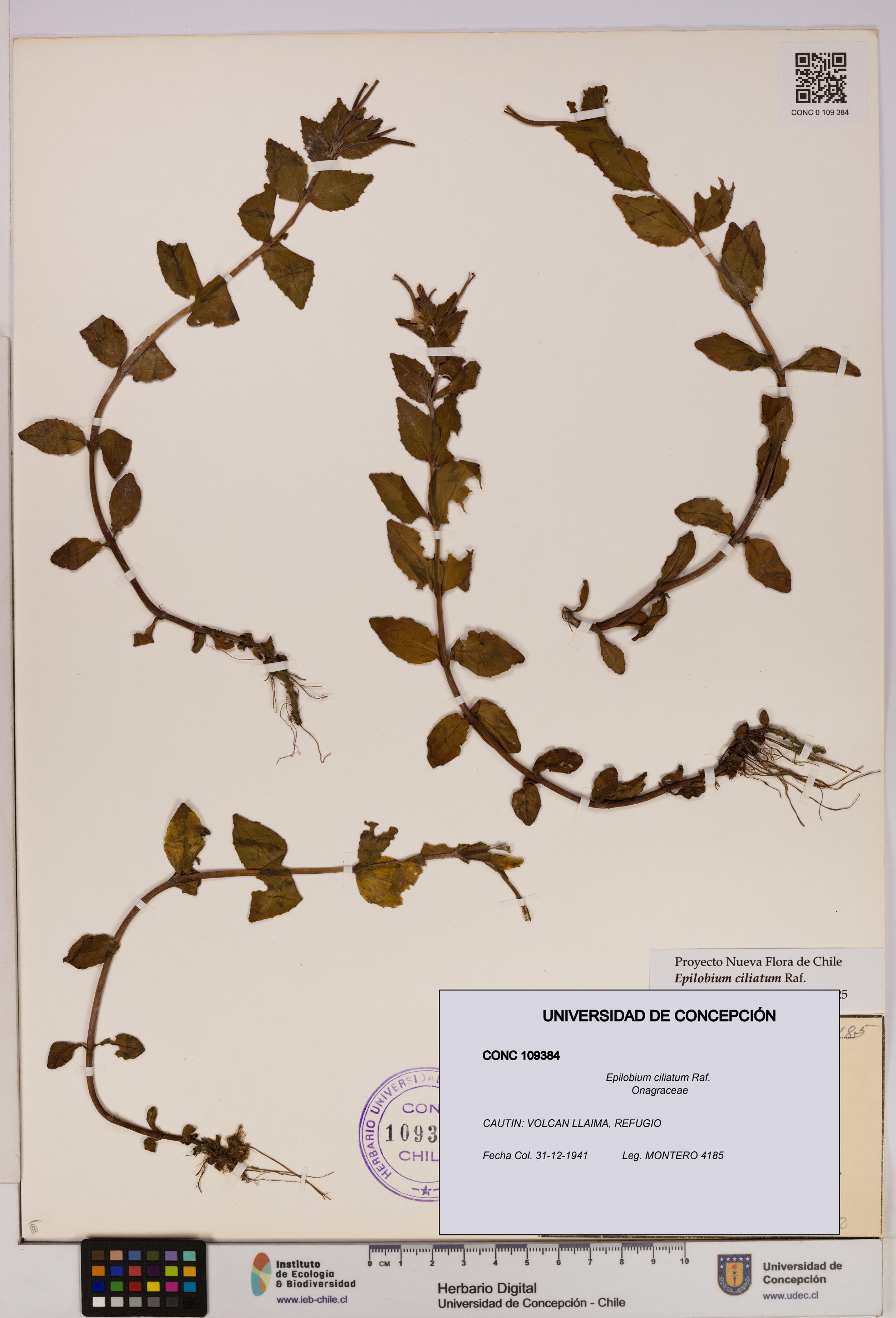 Epilobium ciliatum [Espécimen: UDEC:CONC:0109384]