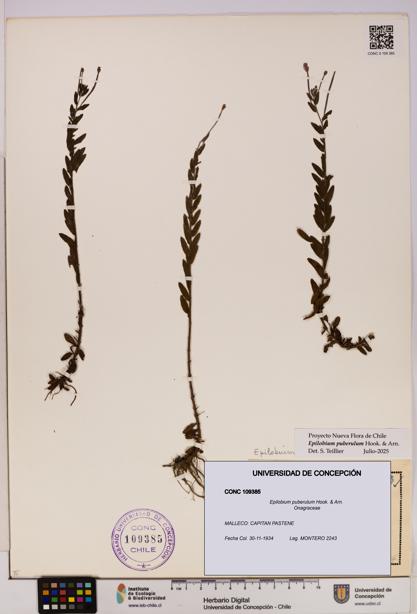 Epilobium puberulum [Espécimen: UDEC:CONC:0109385]