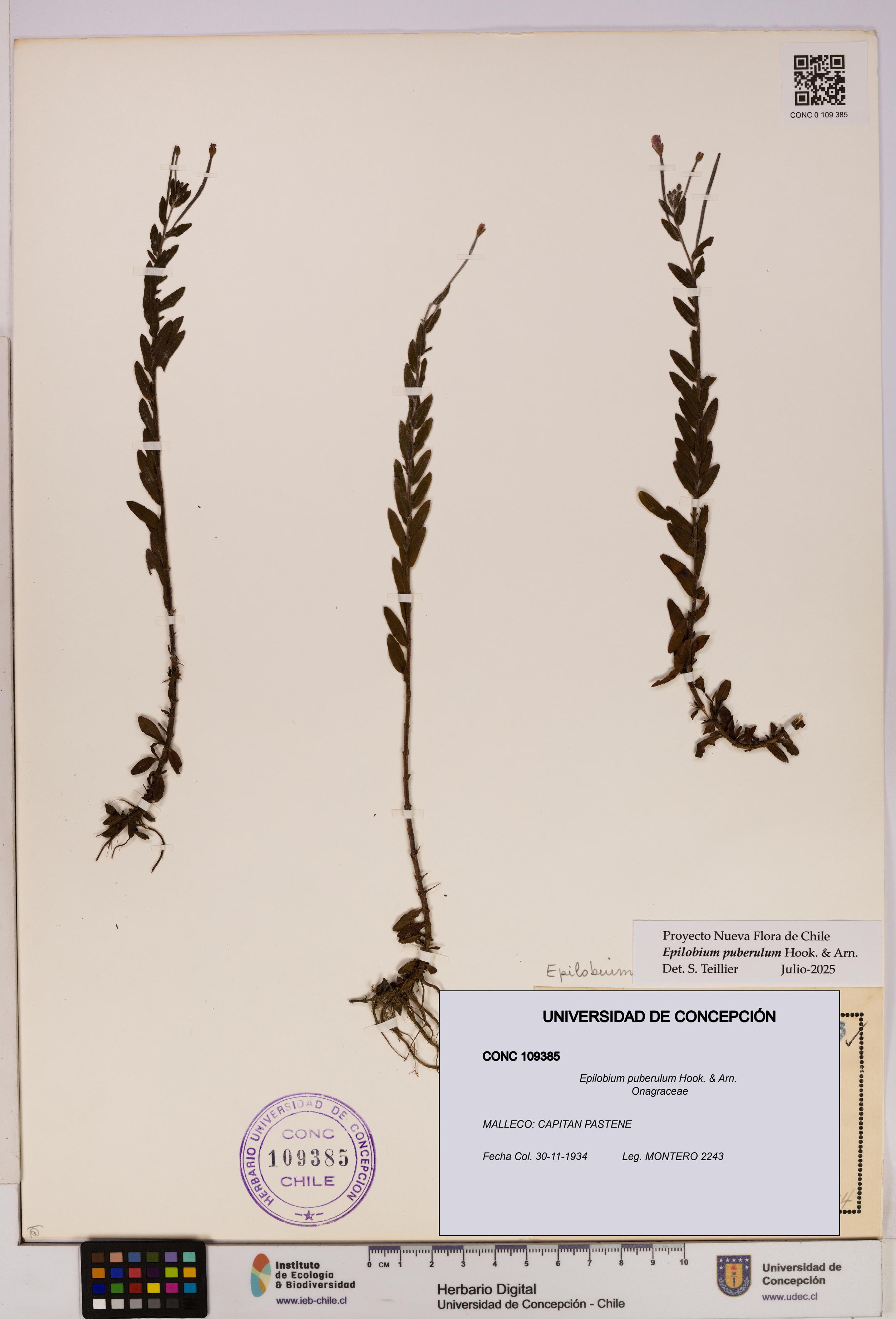 Epilobium puberulum [Espécimen: UDEC:CONC:0109385]