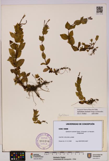 Epilobium australe [Espécimen: UDEC:CONC:0109386]