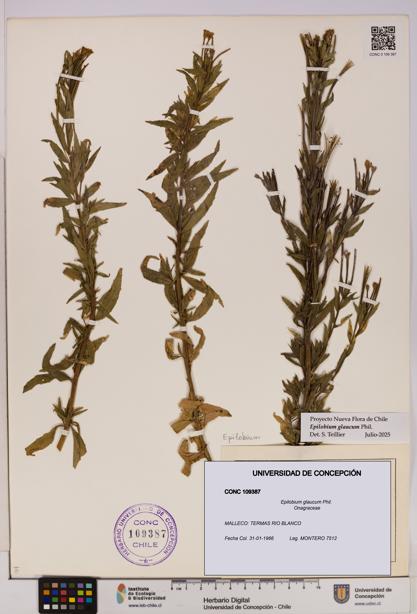 Epilobium glaucum [Espécimen: UDEC:CONC:0109387]
