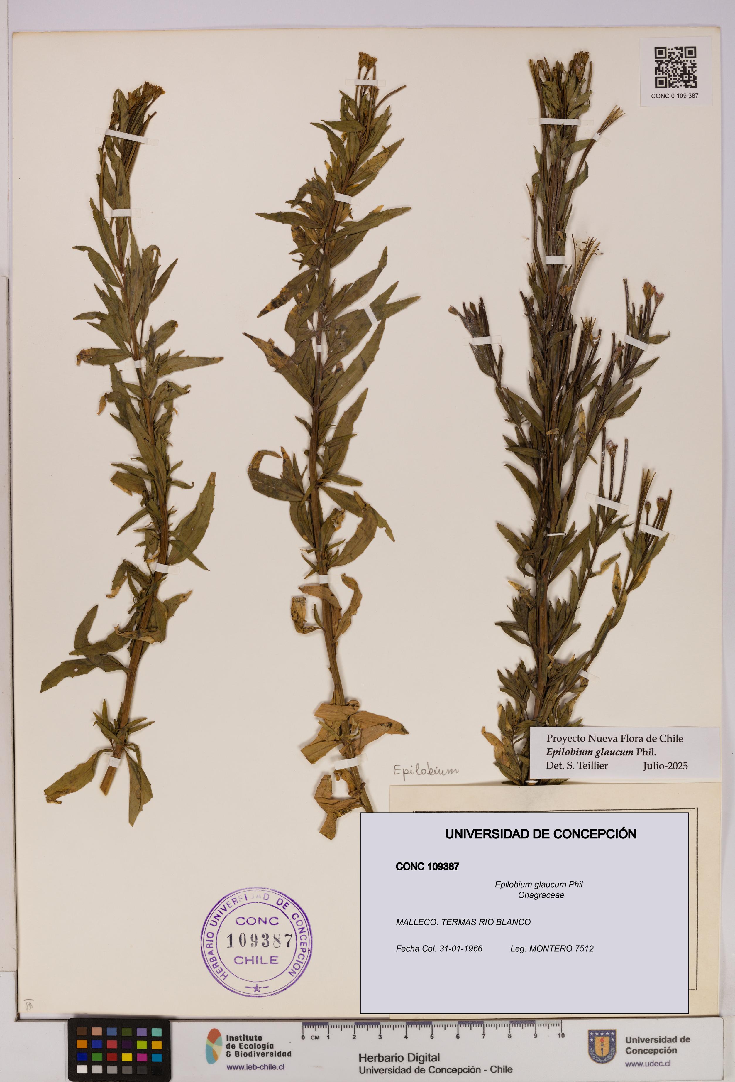 Epilobium glaucum [Espécimen: UDEC:CONC:0109387]