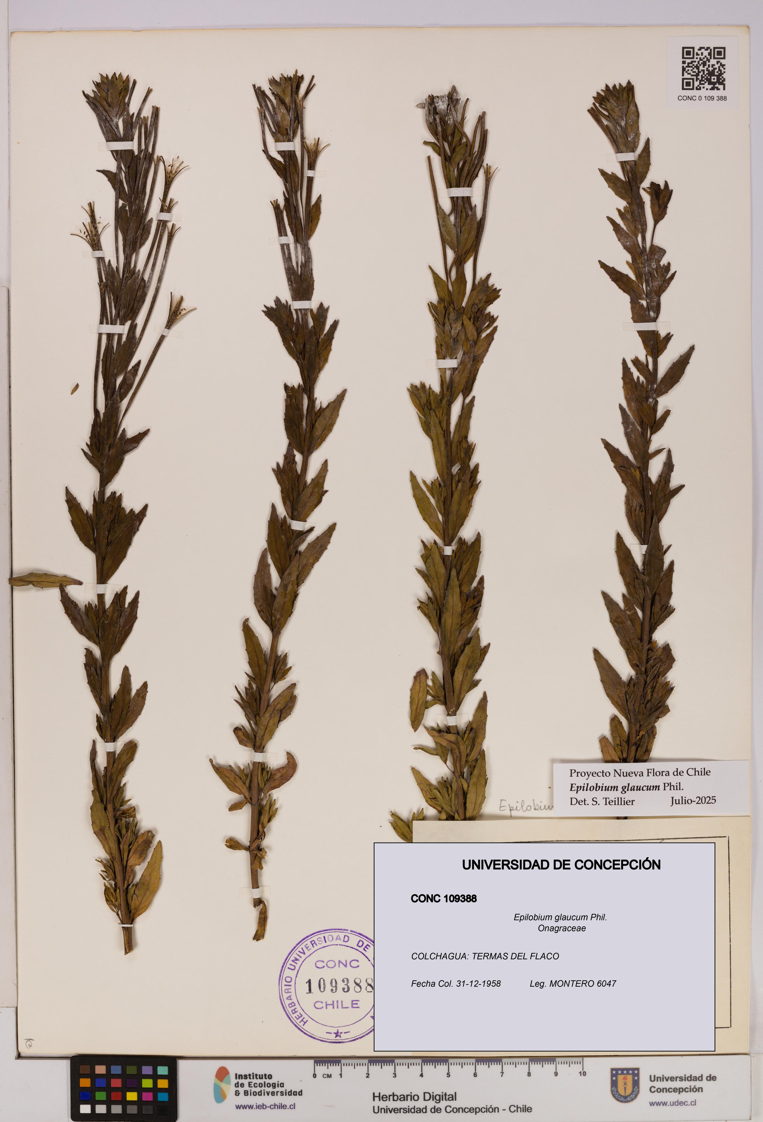 Epilobium glaucum [Espécimen: UDEC:CONC:0109388]